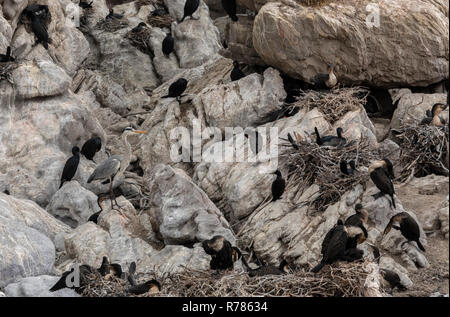 Graureiher in der Kolonie und Roost von Kap Kormorane und White-breasted Kormoran am Stony Point, Betty's Bay, Kapstadt, Südafrika. Stockfoto