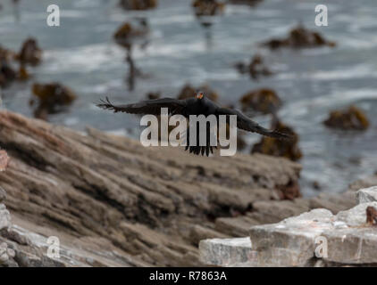 Kap Kormoran, Phalacrocorax capensis, im Flug, Landung, am Stony Point, Betty's Bay, Kapstadt, Südafrika. Stockfoto