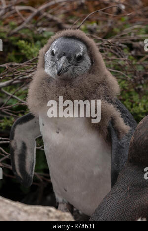 Juvenile African Penguin, Spheniscus demersus, an der Bucht Kolonie der Betty, Kapstadt, Südafrika. Stockfoto