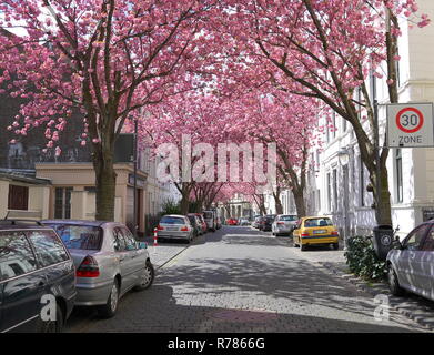BONN, Deutschland - 18 April 2016: Zeilen von blooming Cherry Blossoms Sakura-bäume mit leeren Straße in Bonn, der ehemaligen Hauptstadt der Bundesrepublik Deutschland auf einem schönen Sunn Stockfoto