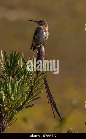 Männliche Cape sugarbird, Promerops cafer, in einem sugarbush in Fynbos, Fernkloof gehockt, Western Cape, Südafrika. Stockfoto