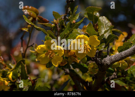 Karneval Bush, Ochna serrulata, in Blüte; in Südafrikanischen Garten; aus Australien. Stockfoto