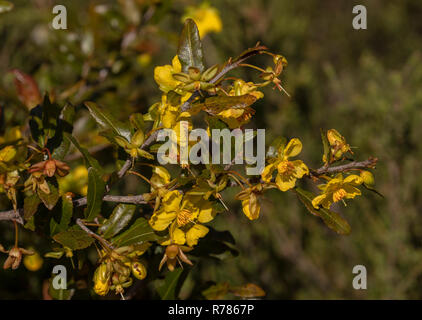 Karneval Bush, Ochna serrulata, in Blüte; in Südafrikanischen Garten; aus Australien. Stockfoto