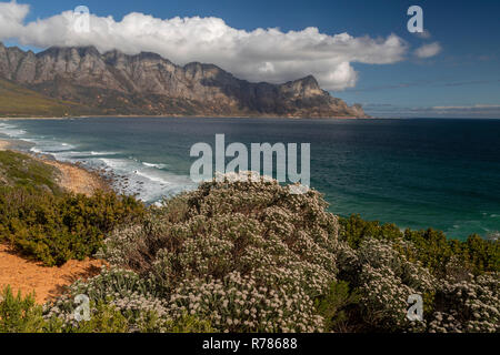 Fynbos in Kogel Bay und den Kogelberg Biosphere Reserve, Kogelberg Gebirge, östlich von Kapstadt, Südafrika Stockfoto