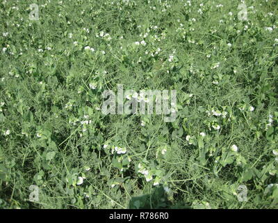 Blühende Erbsen in das Feld ein. Blüte der Hülsenfrüchte. Blumen von Erbsen Stockfoto