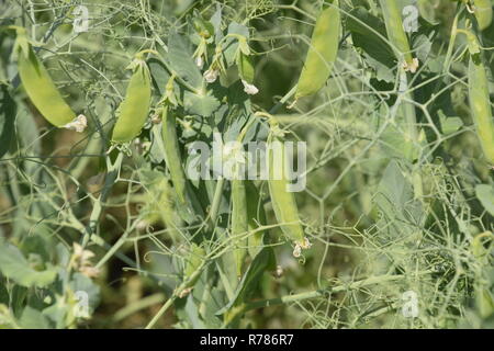 Grüne Erbsen im Feld. Wachsende Erbsen in das Feld ein. Die Ventilschäfte und Hülsen von Erbsen Stockfoto