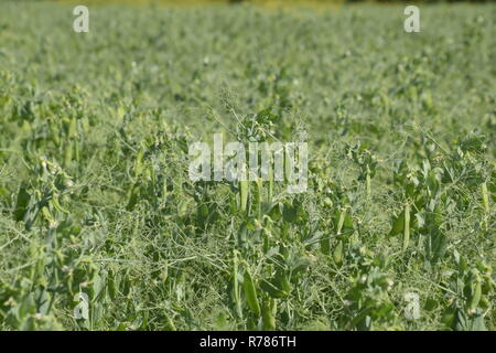 Grüne Erbsen im Feld. Wachsende Erbsen in das Feld ein. Die Ventilschäfte und Hülsen von Erbsen Stockfoto