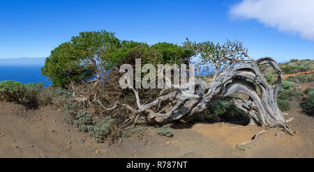 Sabina - Wind - verbogen Wacholder auf der Insel El Hierro, Kanarische Inseln, Spanien Stockfoto