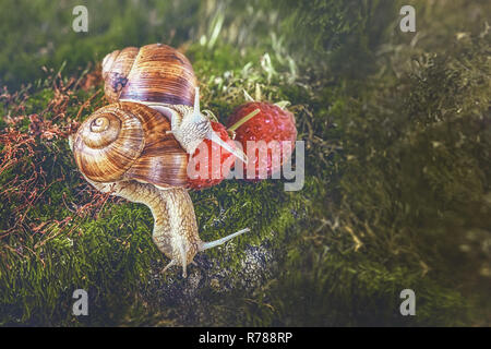 Zwei Schnecke kriecht auf das Moos und Himbeeren im Wald. Kopieren Sie Platz. Stockfoto