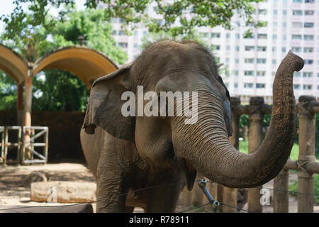 Junger Elefant im zoo Stockfoto