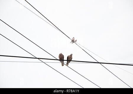 Tauben, die auf Power line Stockfoto