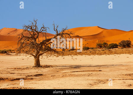 Baum vor einer Sanddüne, Sossusvlei, Namib Wüste, Namib-Naukluft-Nationalpark, Namibia Stockfoto