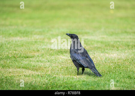 In der Nähe von einem großen schwarzen Kolkrabe (Corvus Corax) Vogel auf einer Wiese. Stockfoto