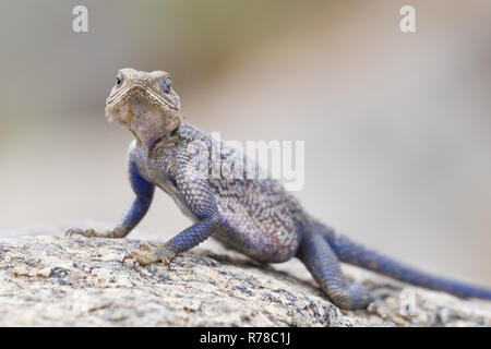 Mwanza Flachbild-headed rock Agama, Serengeti National Park, Tansania. Stockfoto