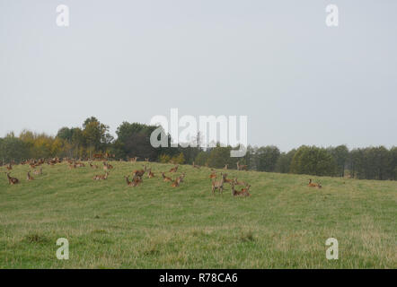 Damwild auf einer Wiese vor dem Wald Hintergrund Stockfoto