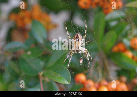 große Kreuzspinne auf Netz Stockfoto