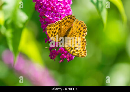 Nahaufnahme eines Europäischen Tagpfauenauge auf einer Blume. Stockfoto