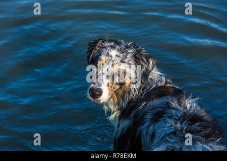 Australian Shepherd Welpe bin Siehe Stockfoto