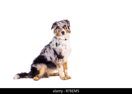 Australian Shepherd Welpe sitzt Stockfoto