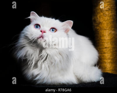 Herrlich flauschigen weißen Perser Katze mit blauen Augen Stockfoto