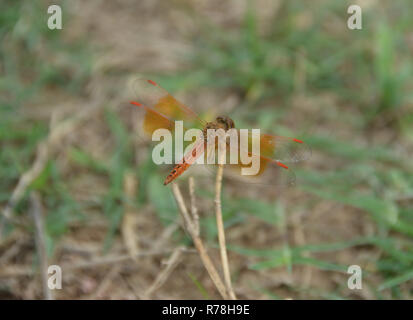 Closeup Dragonfly Rest auf dem Gras Zweig in der Natur Stockfoto