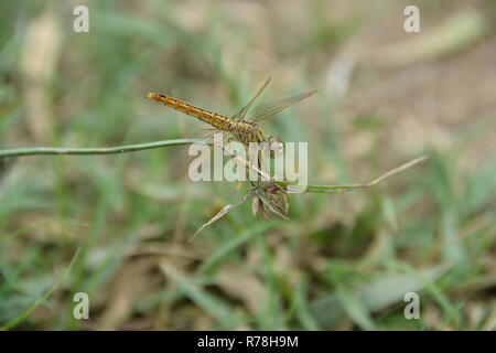 Closeup Dragonfly Rest auf dem Gras Zweig in der Natur Stockfoto