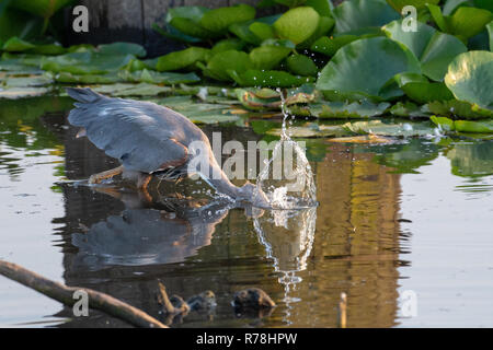 Great Blue Heron Tauchgänge in das Wasser auf der Jagd nach einem Fisch in den ruhigen Gewässern in BC, Kanada (ardea herodias). Stockfoto