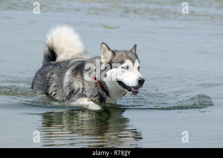 Alaskan Malamute (Canis Lupus Familiaris) im Wasser, Meer von Japan, Wladiwostok, Primorski Krai, Russland Stockfoto