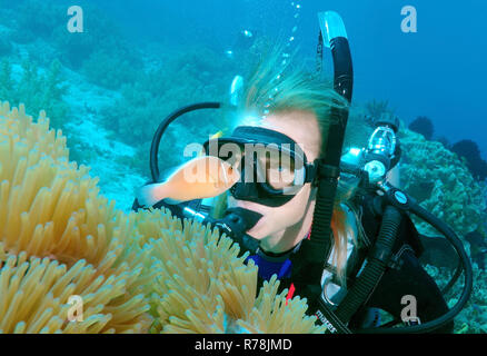 Taucher auf der Suche nach einem Rosa skunk clownfish oder Rosa Anemonenfischen (Amphiprion perideraion), Bohol, Cebu, Philippinen Stockfoto