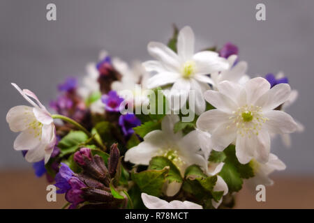 Schneeglöckchen in Vase auf altem Holz Gruppe pflanzliche Stockfoto