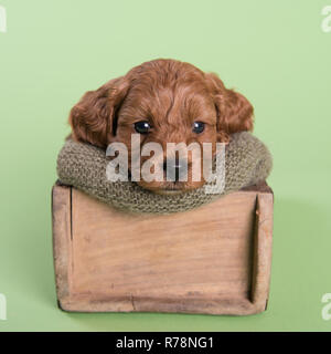 Cockapoo Puppy dog cute professionelle Fotografie Stockfoto