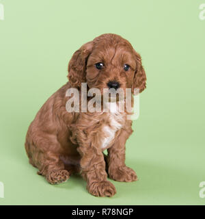 Cockapoo Puppy dog cute professionelle Fotografie Stockfoto