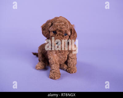 Cockapoo Puppy dog cute professionelle Fotografie Stockfoto