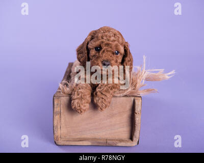 Cockapoo Puppy dog cute professionelle Fotografie Stockfoto