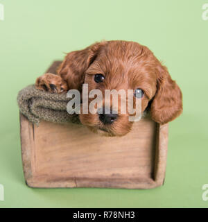 Cockapoo Puppy dog cute professionelle Fotografie Stockfoto