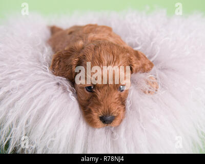 Cockapoo Puppy dog cute professionelle Fotografie Stockfoto