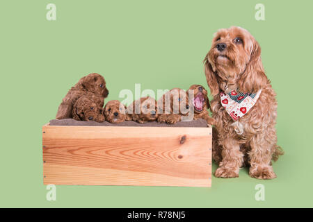 Cockapoo Puppy dog cute professionelle Fotografie Stockfoto