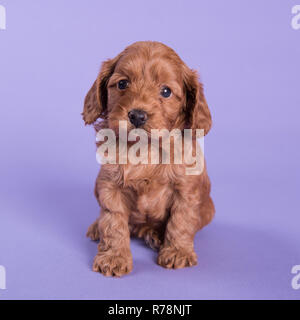 Cockapoo Puppy dog cute professionelle Fotografie Stockfoto