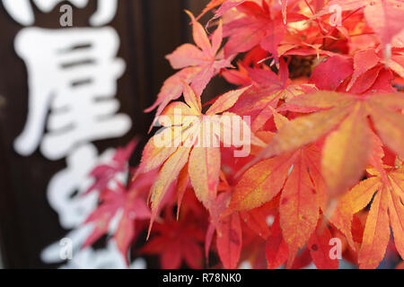 Red maple Baum im Topf im Herbst auf der Straße von Narai Juku, Japan Stockfoto