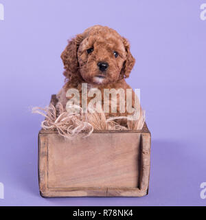 Cockapoo Puppy dog cute professionelle Fotografie Stockfoto