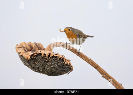 Europäische Robin mit Wurm im Schnabel über Sonnenblume (Erithacus Rubecula), Italien Stockfoto