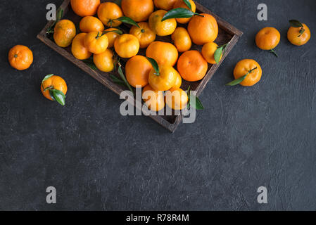Tangerinen (Orangen, Clementinen, Zitrusfrüchte) mit grünen Blättern in Feld auf schwarzem Hintergrund, kopieren. Stockfoto