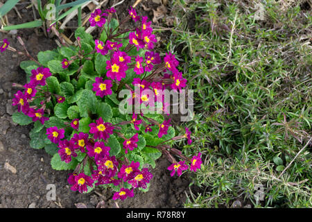 Schönen Frühling rosa Blumen Primula sieboldii Blasenmützenmooses Stockfoto