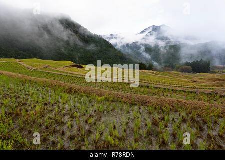 Maruyama Senmaida Reisterrassen in Central Japan, Maruyama - senmaida, Kumano, Japan Stockfoto