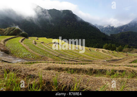 Maruyama Senmaida Reisterrassen in Central Japan, Maruyama - senmaida, Kumano, Japan Stockfoto