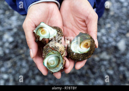 Das Essen Ama diver täglichen Fang, Muscheln in den Händen, Mie, Japan Stockfoto