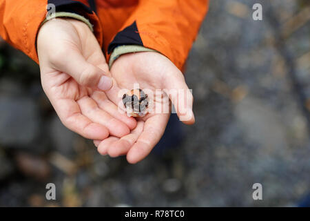 Das Essen Ama diver täglichen Fang, Muscheln in den Händen, Mie, Japan Stockfoto