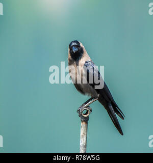 Haus Crow, stehend auf einem Pol, Nepal Stockfoto