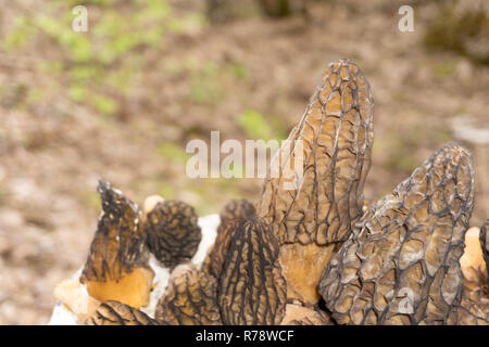 Feine Küche Morchella esculenta allgemein als gemeinsame Morel gelb Morel true Pilz bekannt Stockfoto