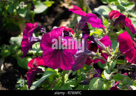 Gemischte petunia Blumen. Petunie im floralen Details Hintergrundbild. Schöne petunia Blume Hintergrundbild. Mehrfarbige Petunien wachsen in einem Feld im squa Stockfoto